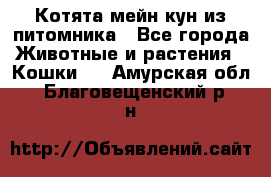 Котята мейн-кун из питомника - Все города Животные и растения » Кошки   . Амурская обл.,Благовещенский р-н